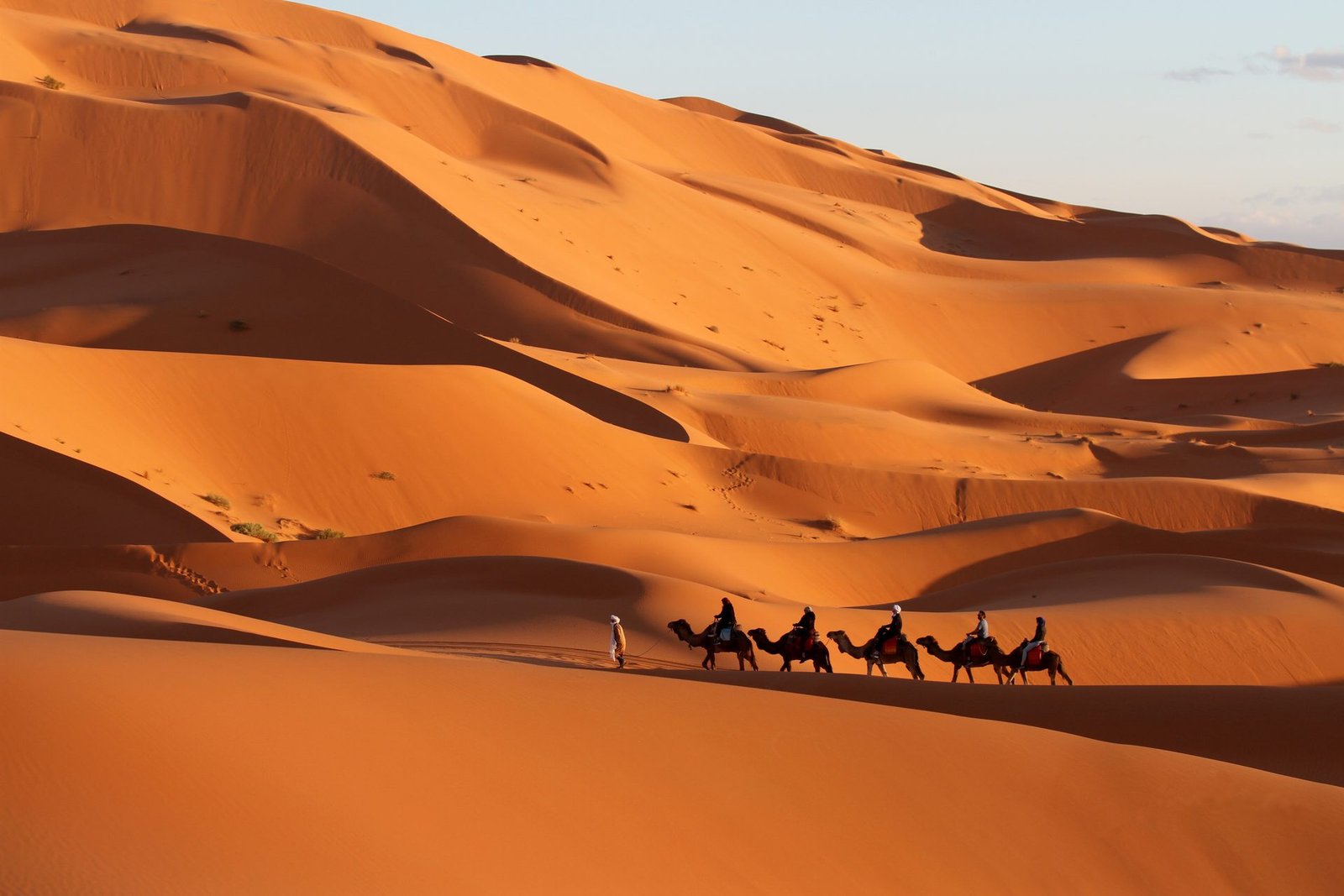 Camel caravan crossing golden Sahara dunes at sunset near Merzouga
